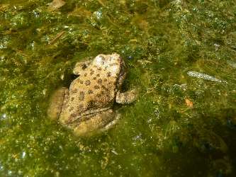 wNB-2012-day6-9  froggy in slime.jpg (377960 bytes)